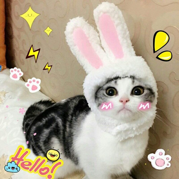 Cat Costume, EYLEER Pet Cat Kitten Small Dog Costume Cat Bunny Rabbit Hat with Ears for Kitten Cats & Small Dogs Party Costume Accessory Headwear