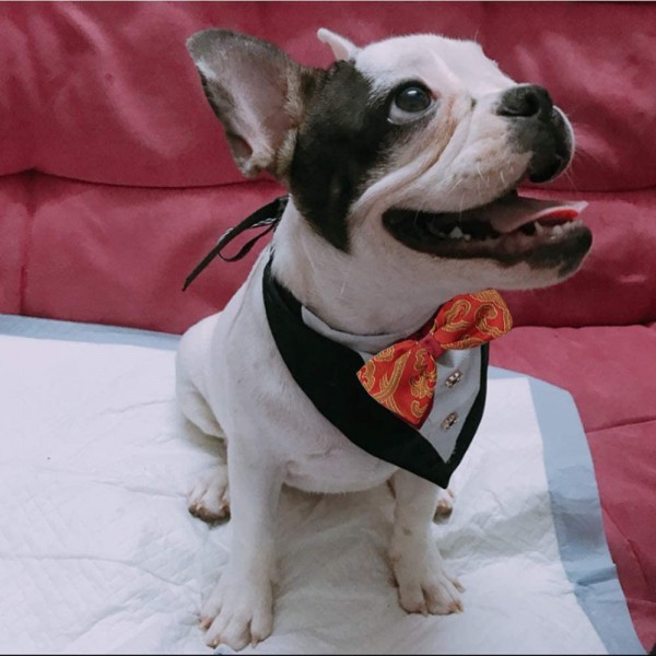 Dog Bandanas,EYLEER Tuxedo Puppy Dog Cat Bandanas Wedding Engagement Scarf Kerchief Costumes Accessories with Bow Tie for Small Medium Large Dogs Cats Pet Supplies